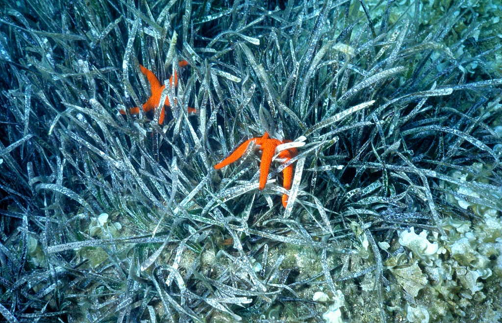 Etoile De Mer Herbier De Posidonie M Poulain Parcnationaldeportcros Copie