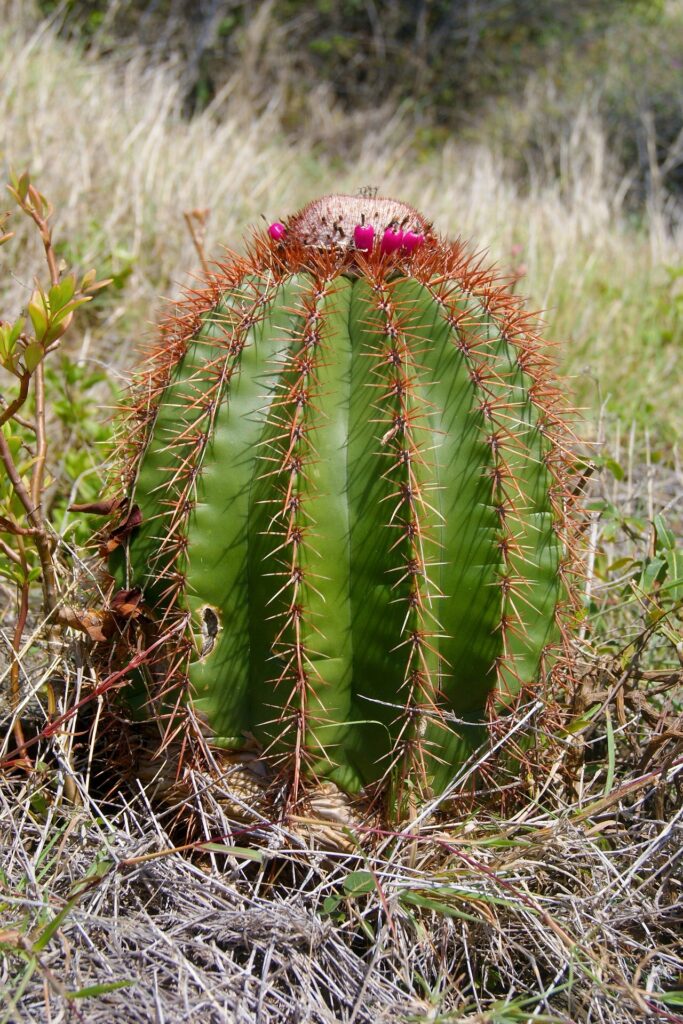 Cactus, île De Saint Martin, Caraïbes