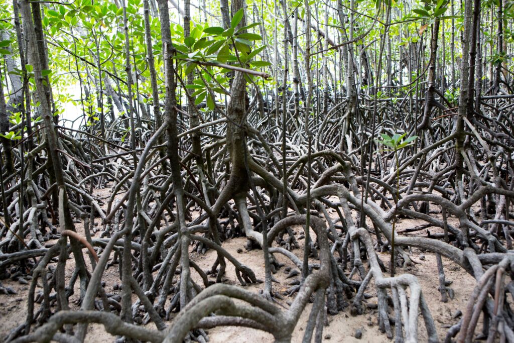 Forêt Mangrove, Curieuse Island, Seychelles, Océan Indien