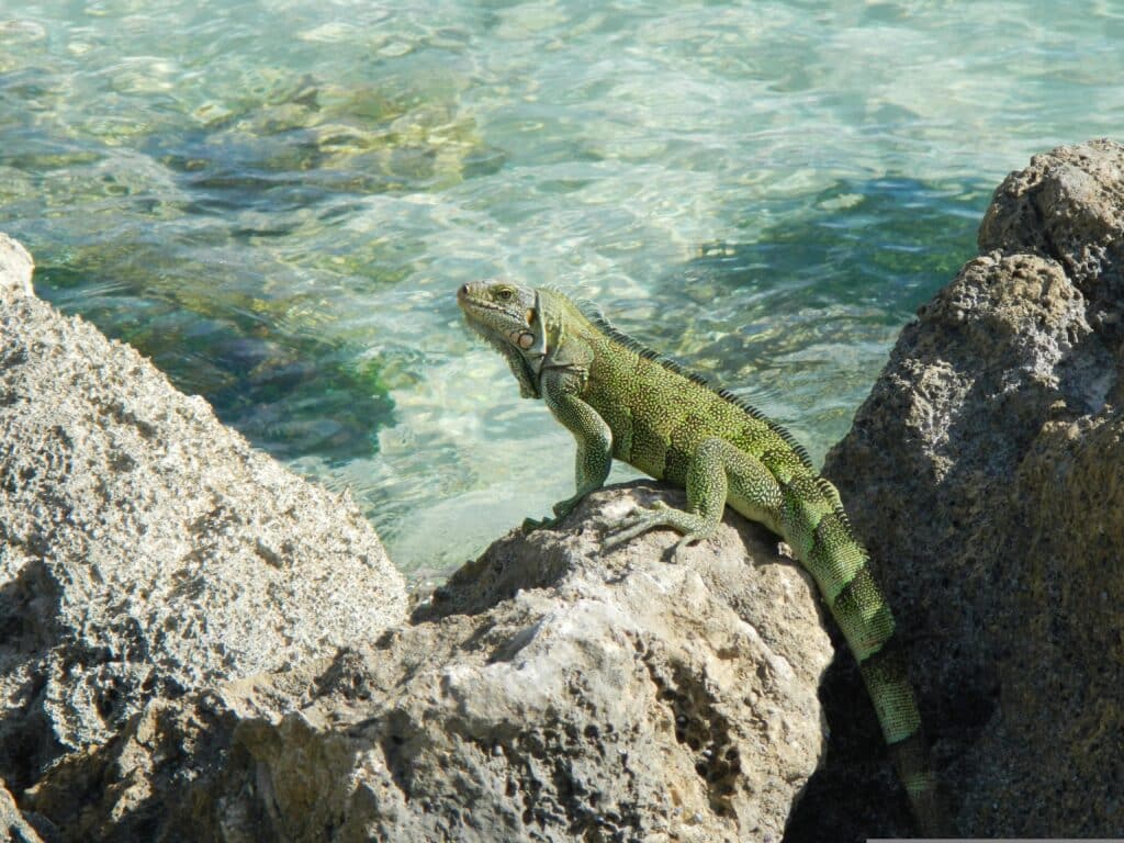 Iguane, Guadeloupe, Antilles, Caraïbes