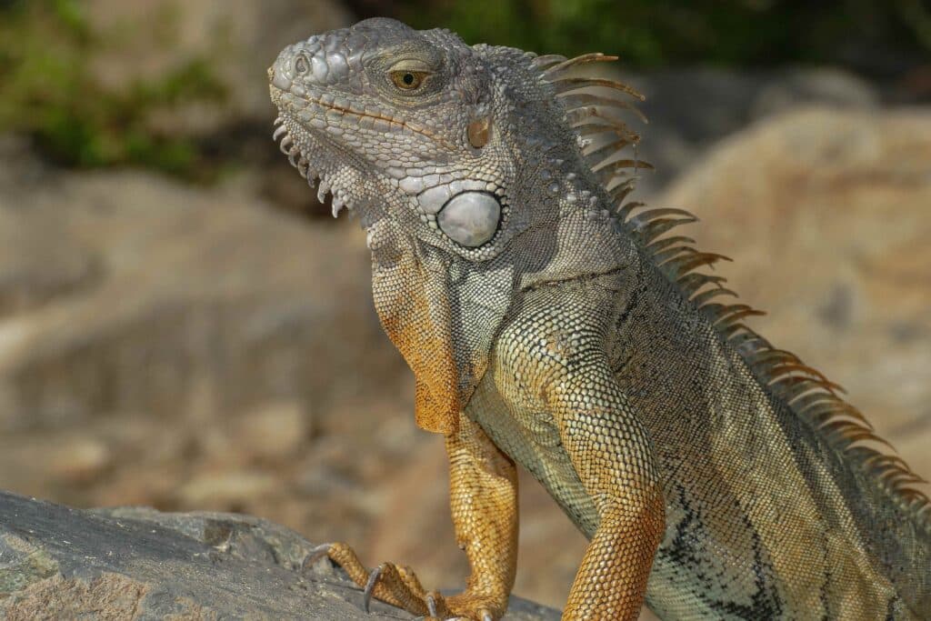 Iguane, Saint Martin, Antilles