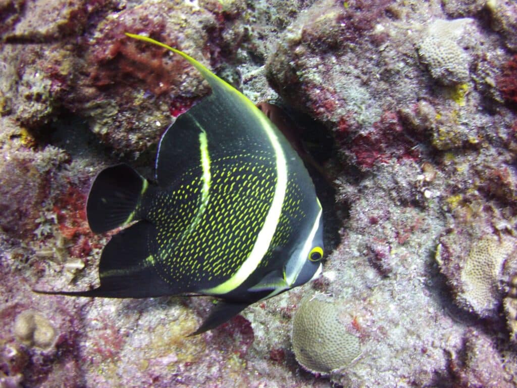 poisson tropical - St vincent les grenadines