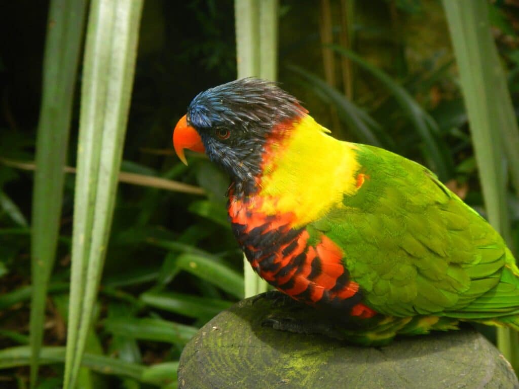 Oiseaux, Guadeloupe, Antilles, Caraïbes