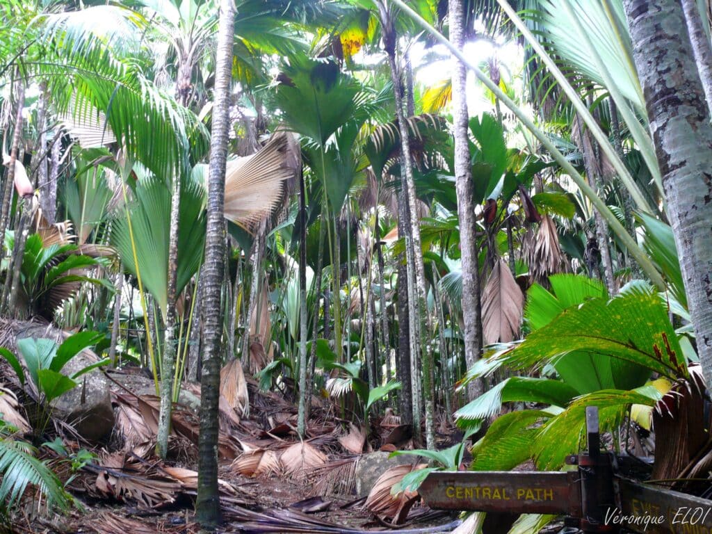 Végétation luxuriante, Seychelles, Véronique ELOI