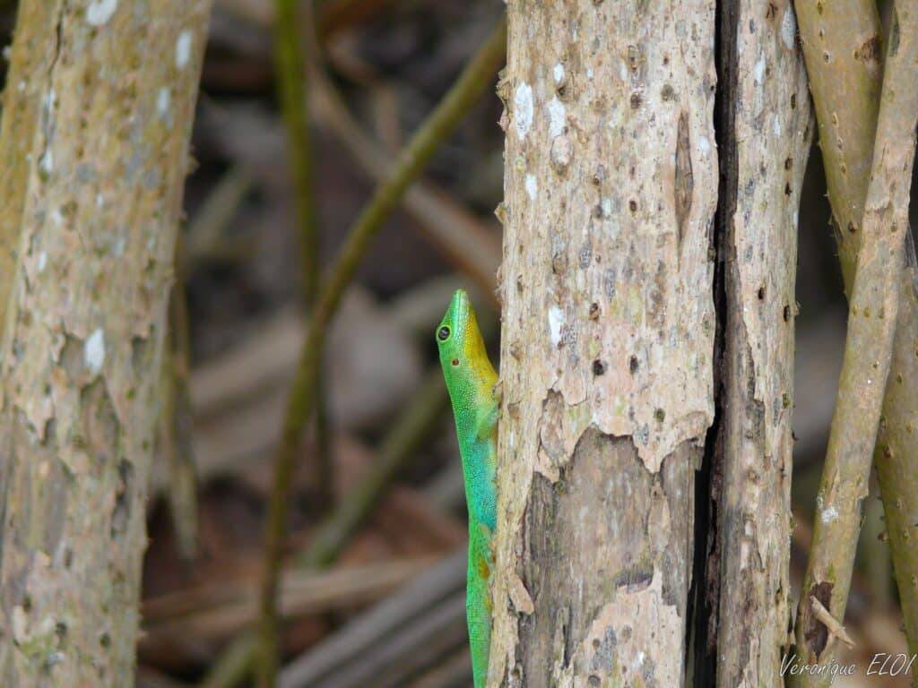 Reptile, Seychelles, Véronique ELOI