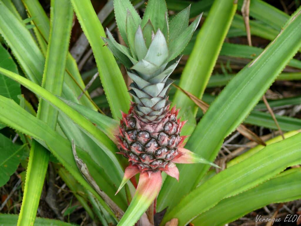 Ananas, fruits tropicaux, Seychelles, Véronique ELOI