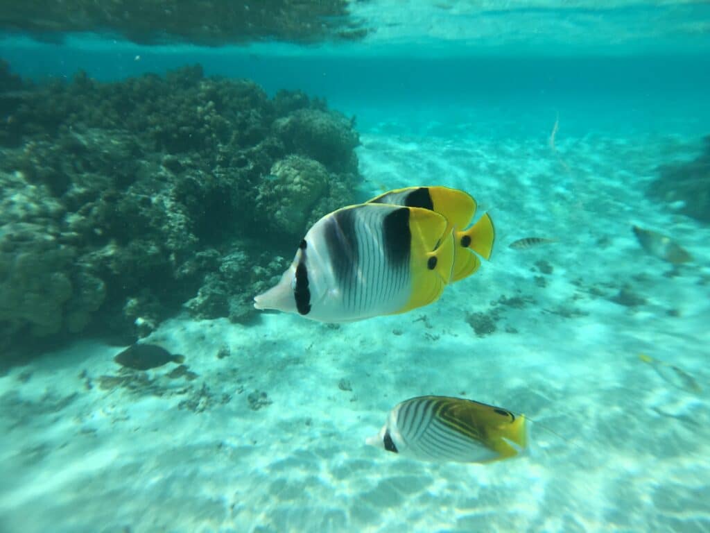 Poisson Papillon à Huahine, Polynésie