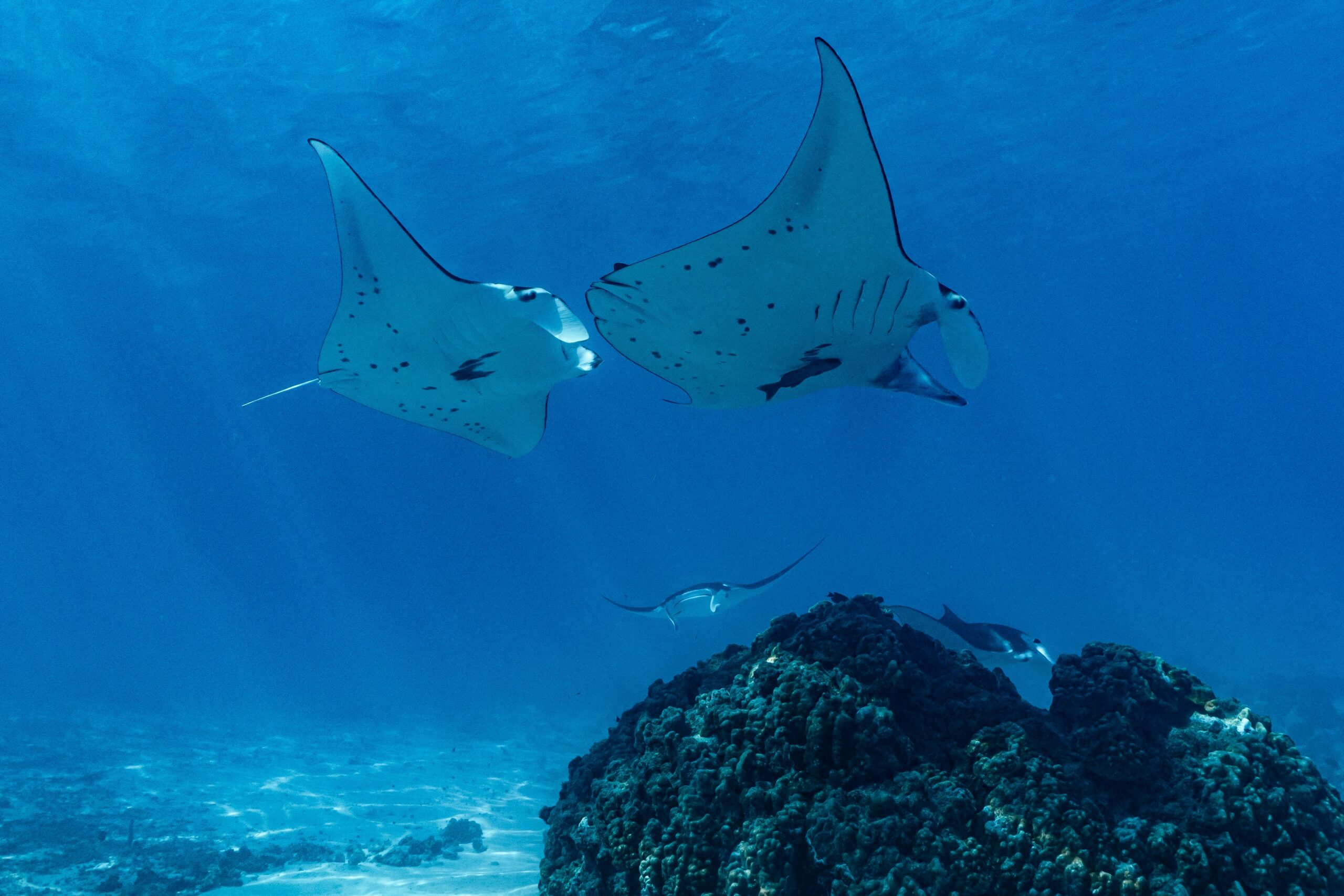 Raies Manta au Lagon de Maupiti, Polynésie