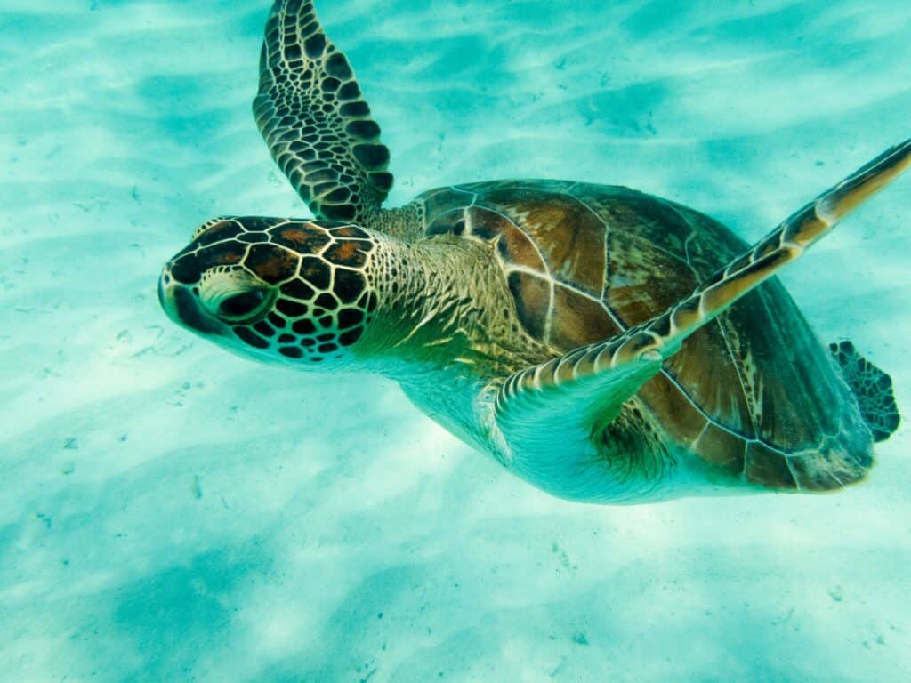 Tobago Cays Tortue