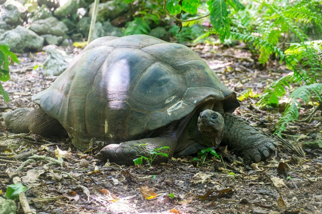 Tortue Géante Des Seychelles, Ile Cousin, Seychelles