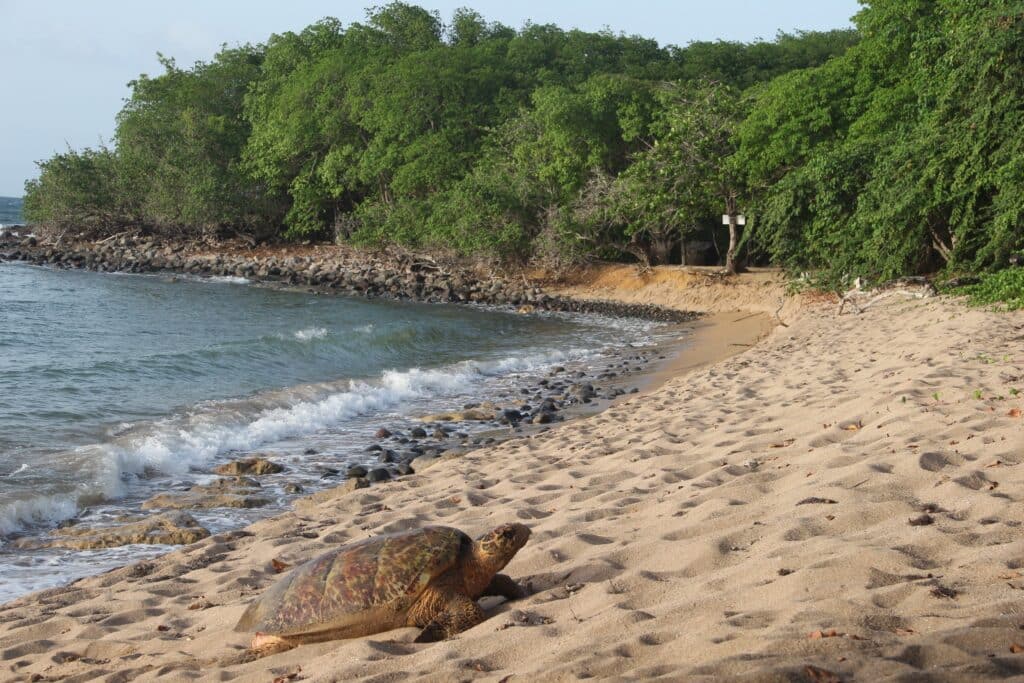 Tortues, Guadeloupe, Antilles, Caraïbes