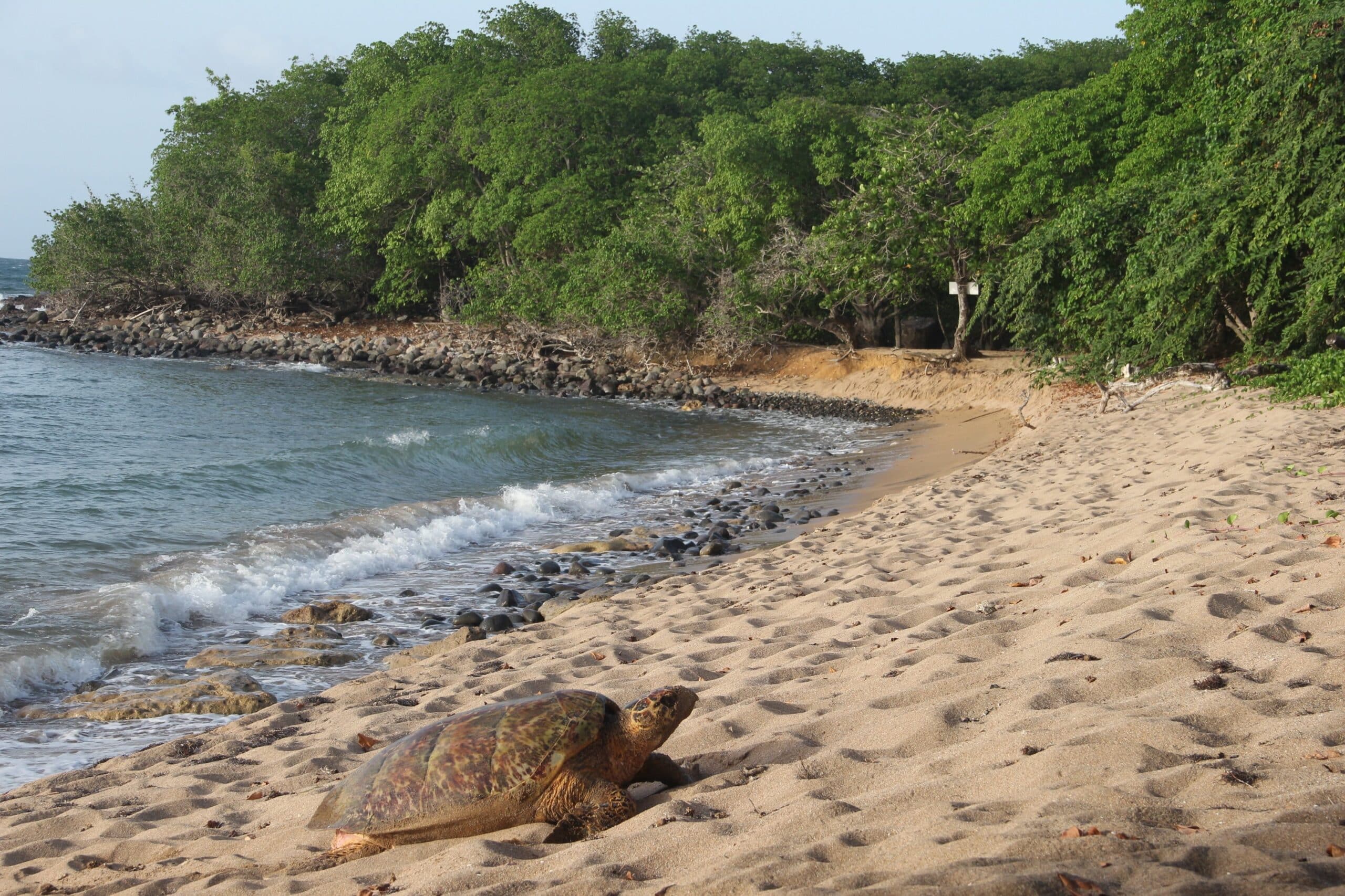 Tortues, Guadeloupe, Antilles, Caraïbes