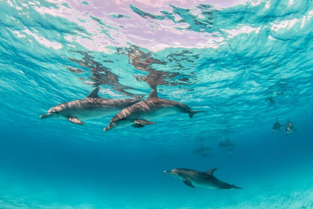 Dauphins des Bahamas