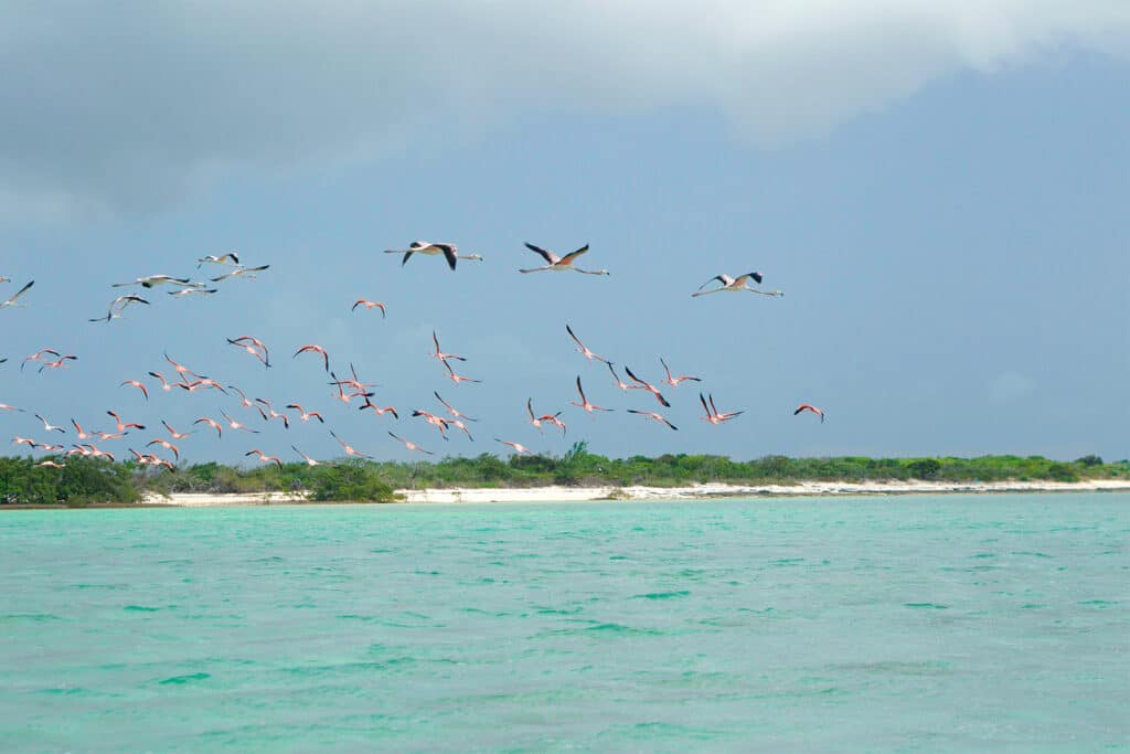 Faune bahaméenne location catamaran