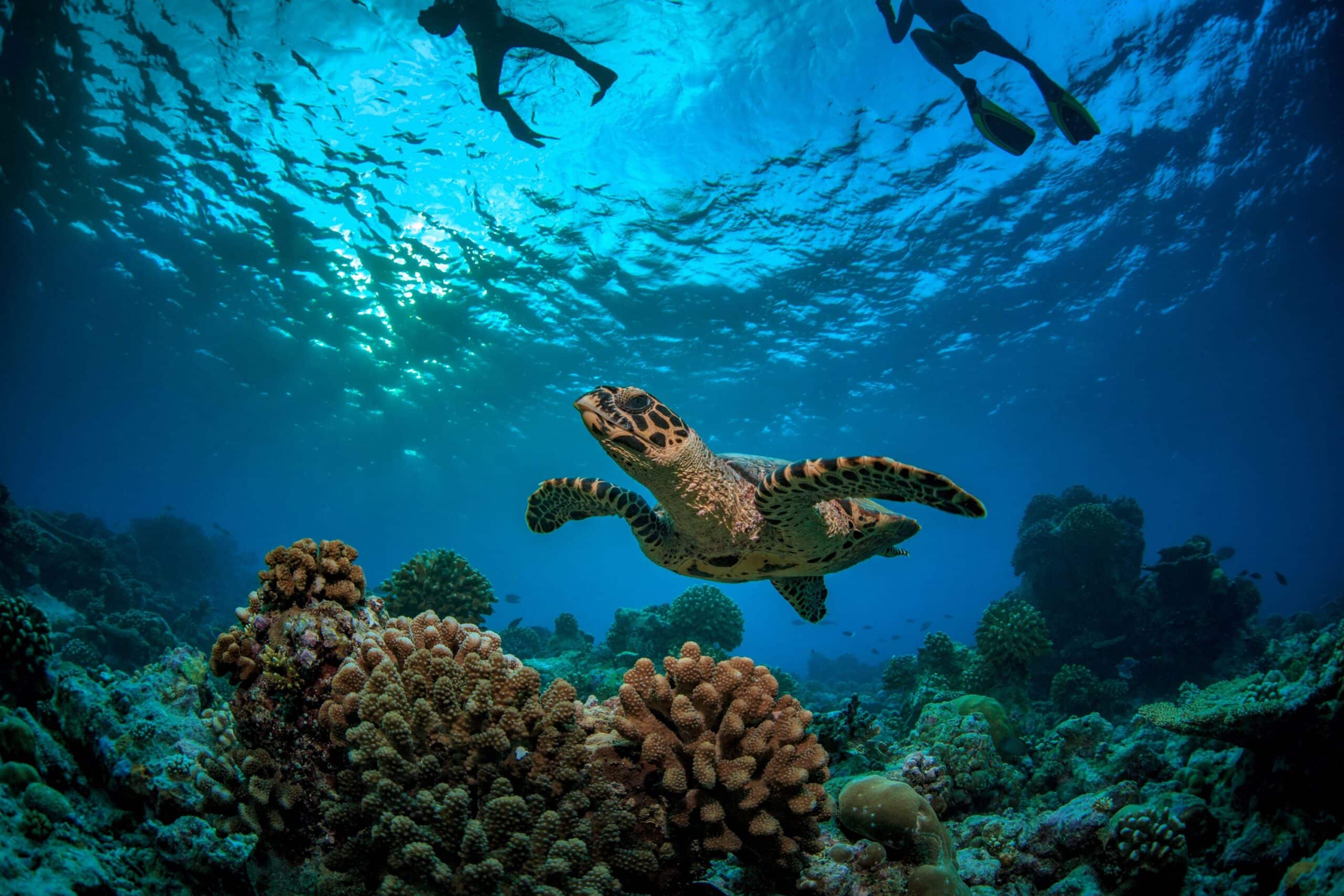 Snorkelling et tortue aux Seychelles, Océan Indien