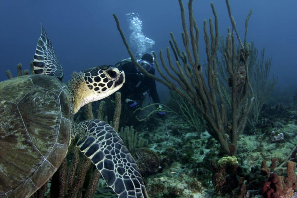 Tortue de mer au Tobago Cays