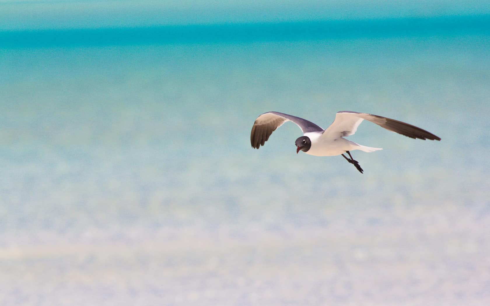Seagull, Long Island, Bahamas