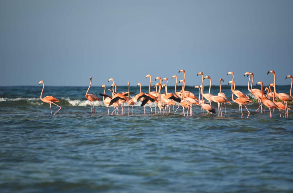 Flamants roses, Inagua, Bahamas