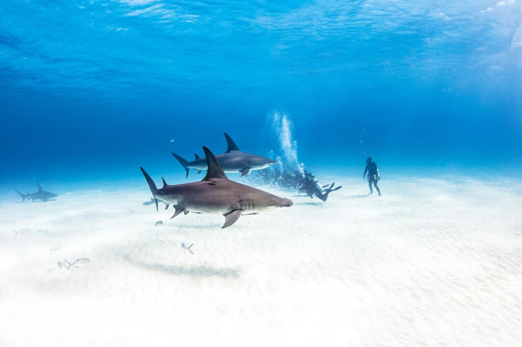 Plongée sur l'île de Bimini, Bahamas